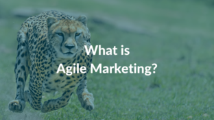 what-is-agile-marketing blog cover image cheetah Hot Dog Marketing